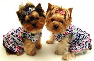 Стильная одежда для собак - Интернет зоомагазин - Йорки из Нью-Йорка